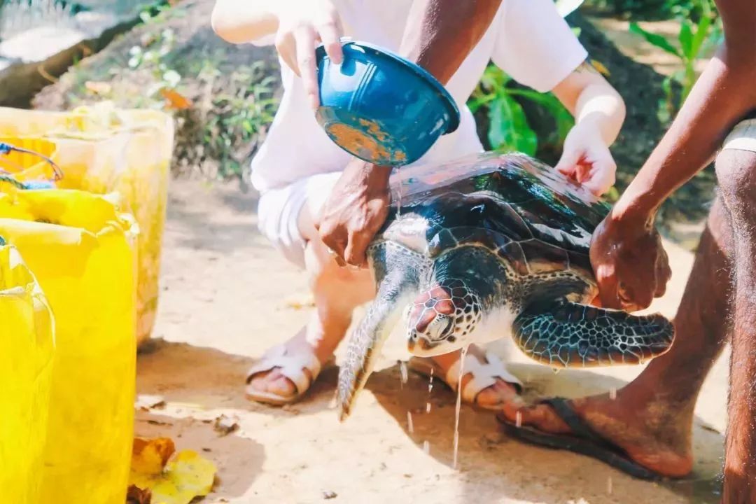 泰国熊猫超市_泰国小熊猫_泰国熊猫快运