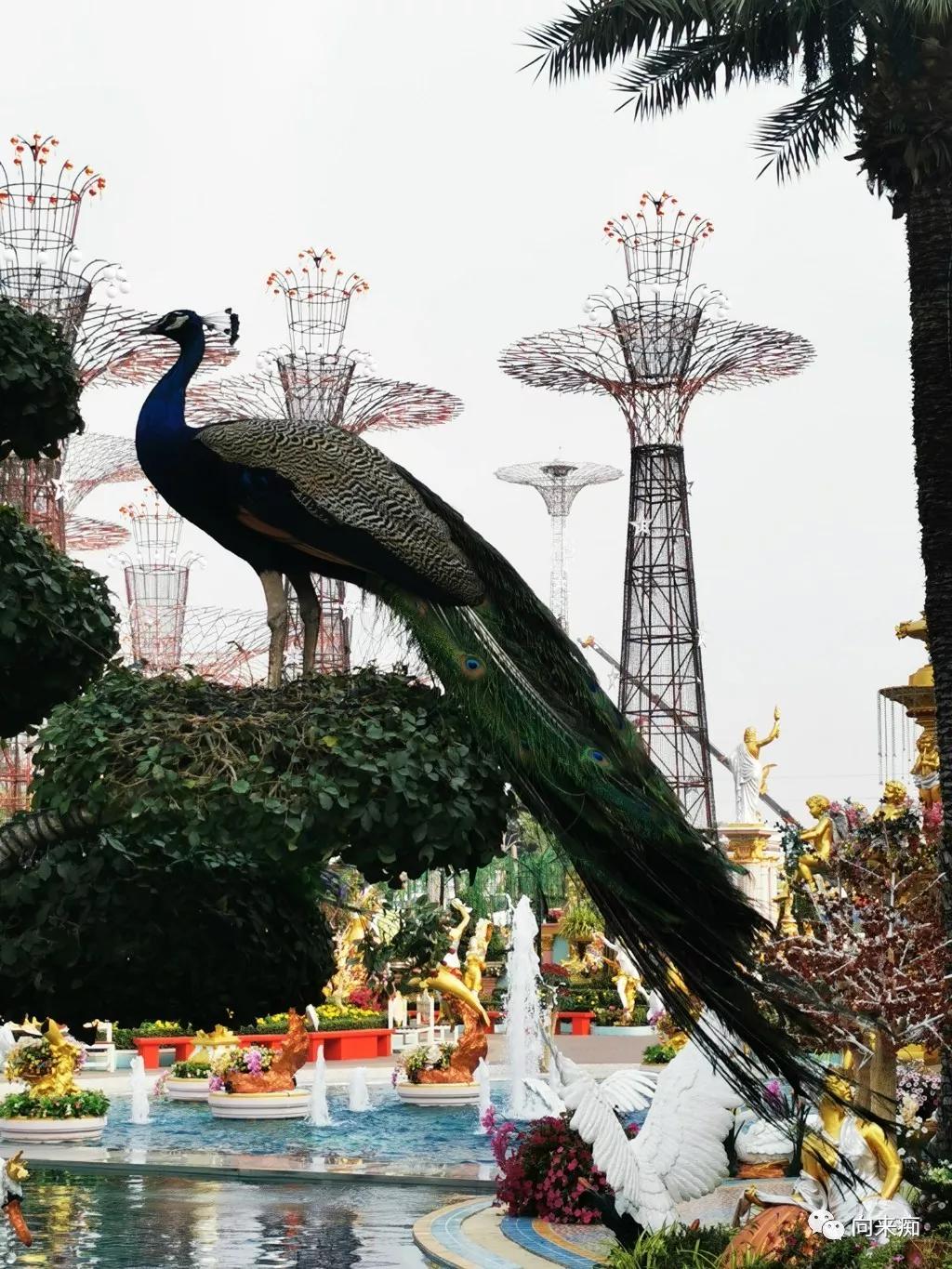 芭提雅在泰国哪里_芭提雅_泰国芭提雅东芭乐园