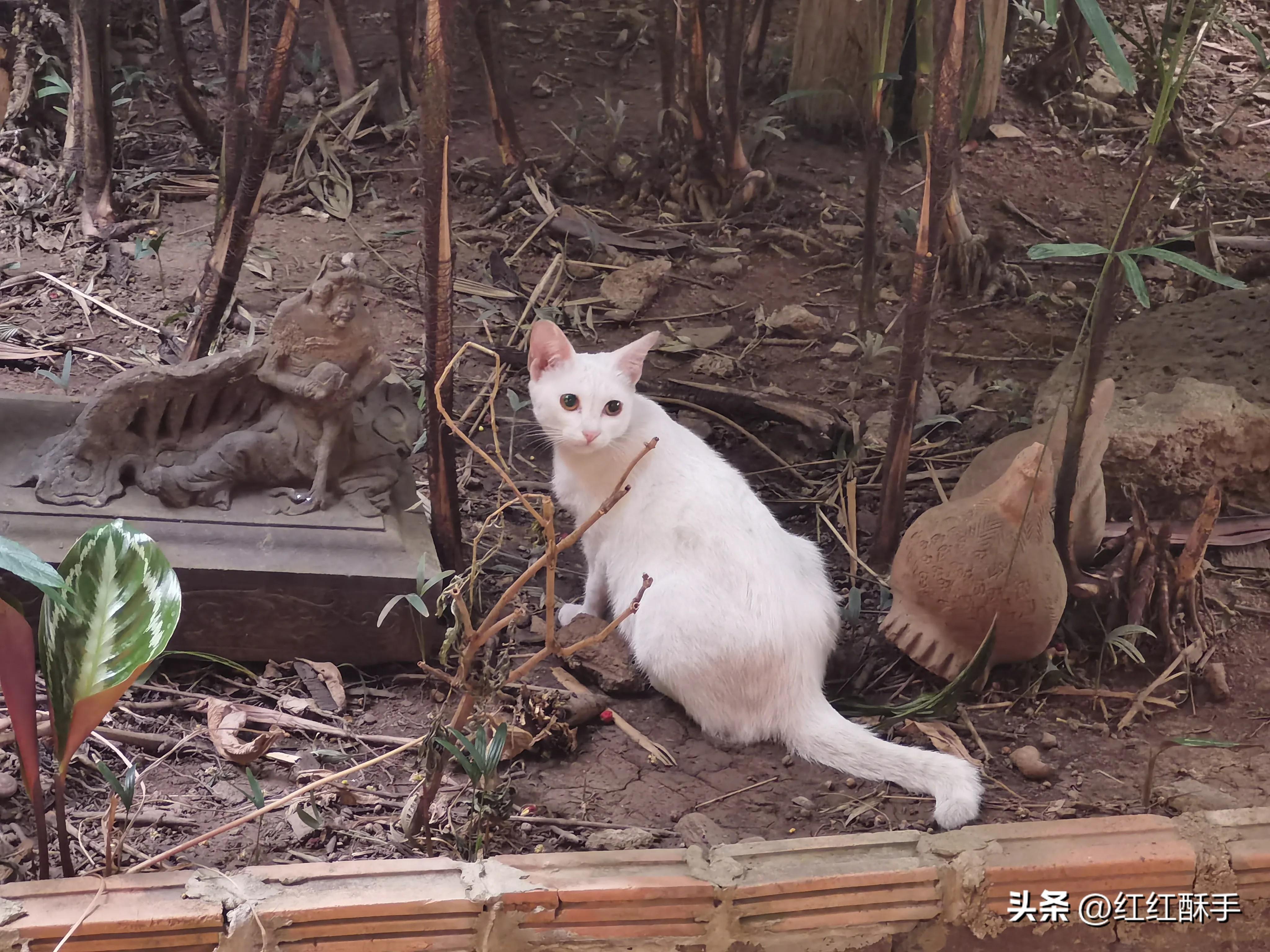 清迈_清迈在泰国哪里_清迈有哪些大学