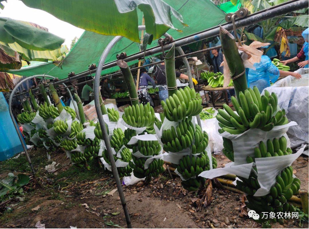 泰国比较出名的中国超市_泰国连锁超市排名_泰国知名超市