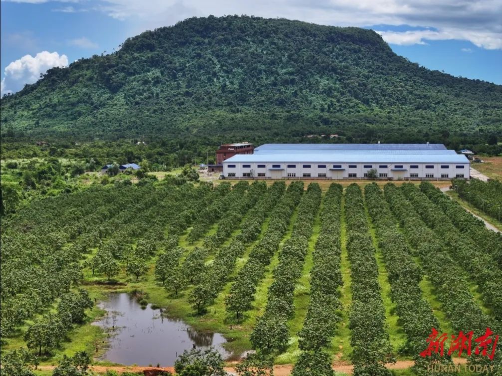 泰国中国零食_零食泰国中国产地_泰国零食特产