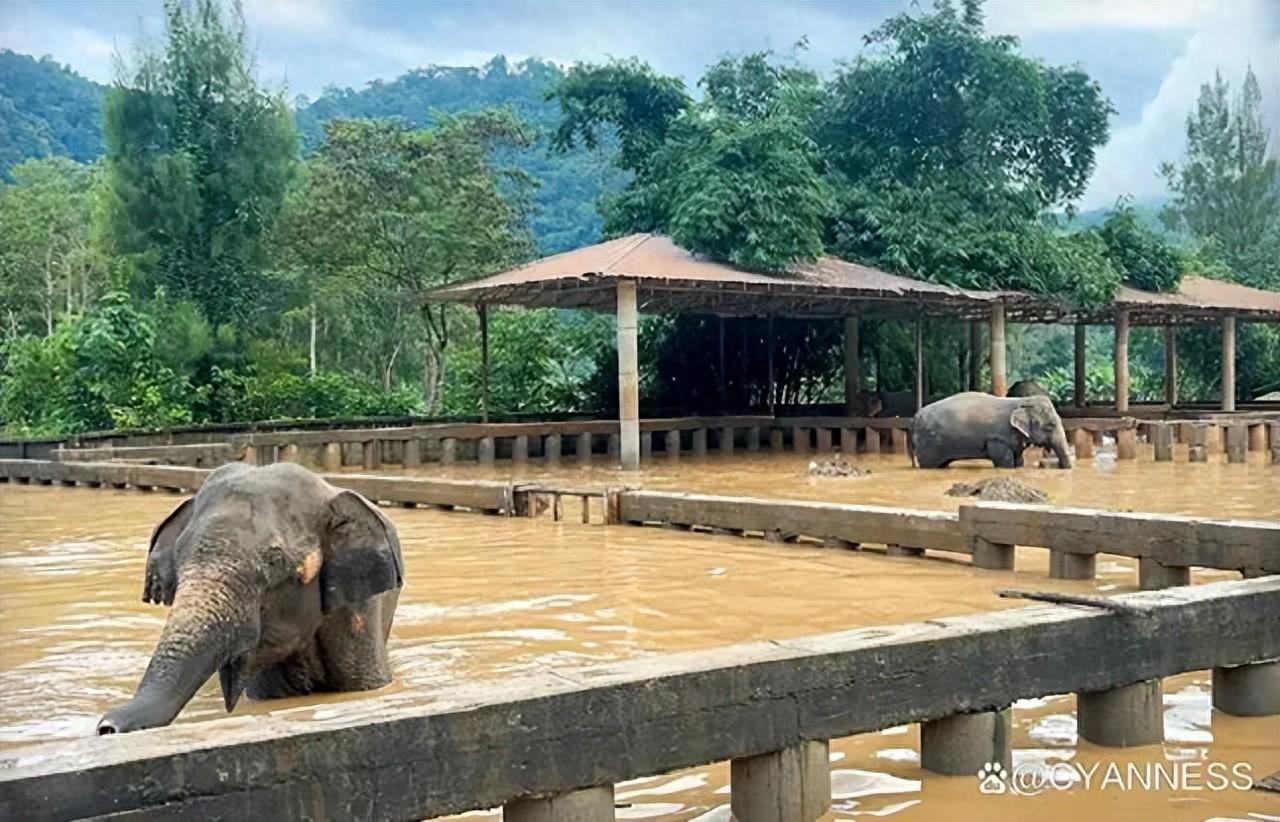 清迈洪水肆虐，2000 户家庭受灾，交通瘫痪，旅游业遭受重创