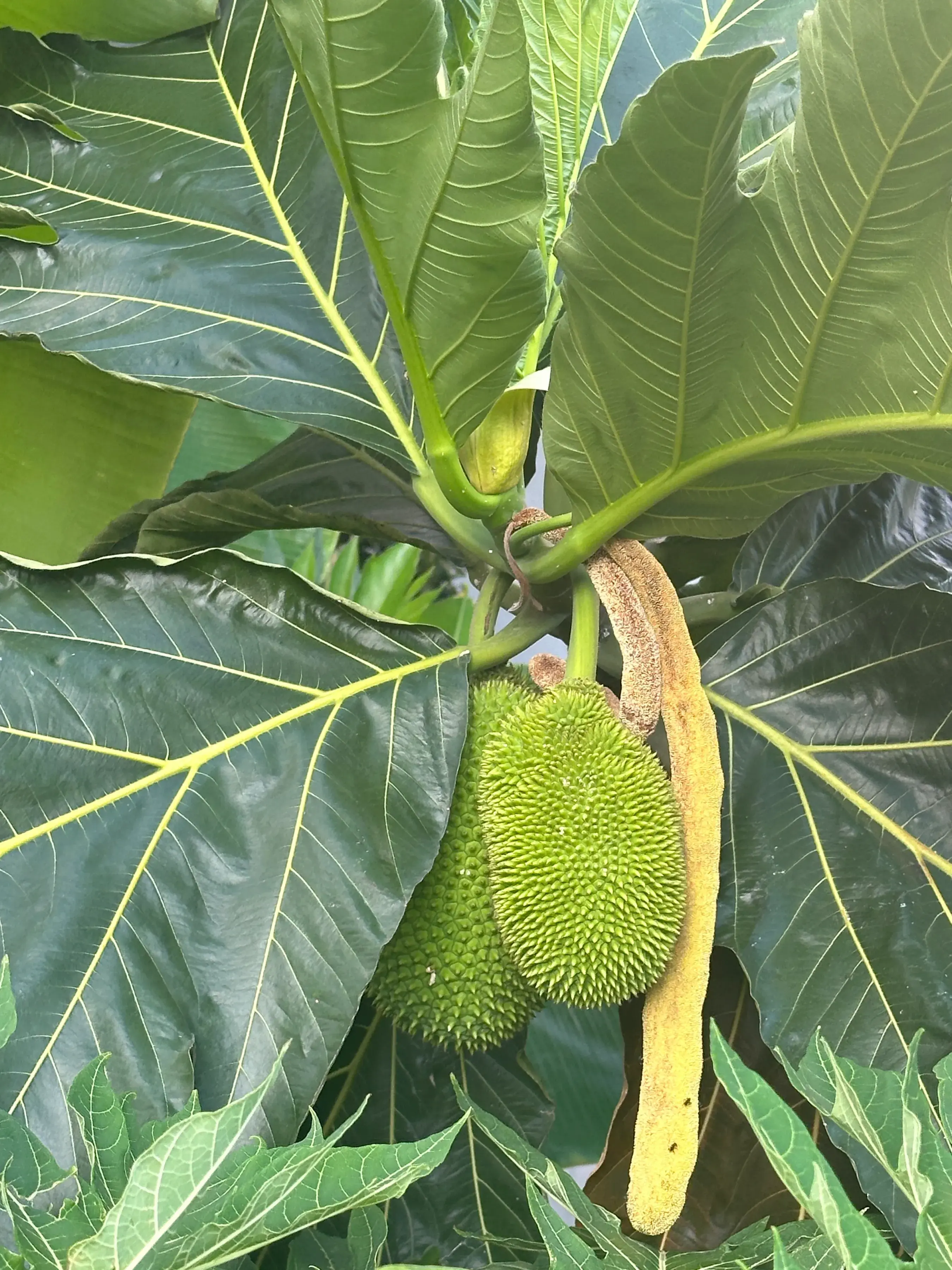 泰国之旅：送子上学，打破偏见，感受有温度的国度