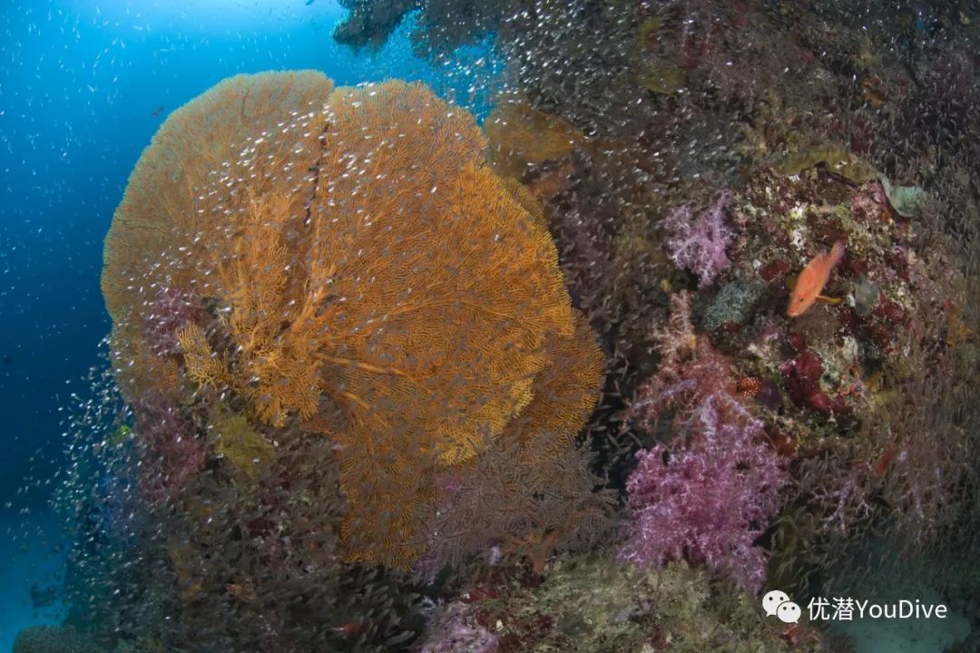 泰国明星新闻_泰国免签怎么入境_泰国