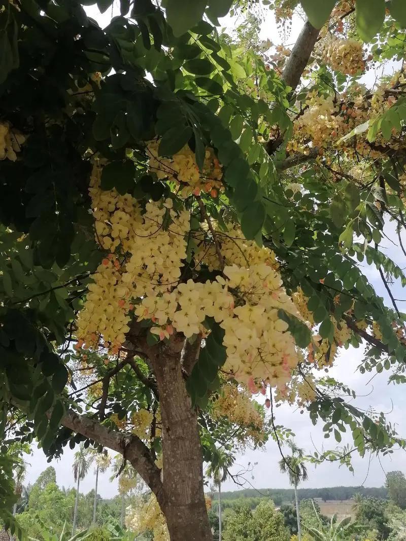 芭提雅_芭提雅天气_泰国芭提雅东芭乐园