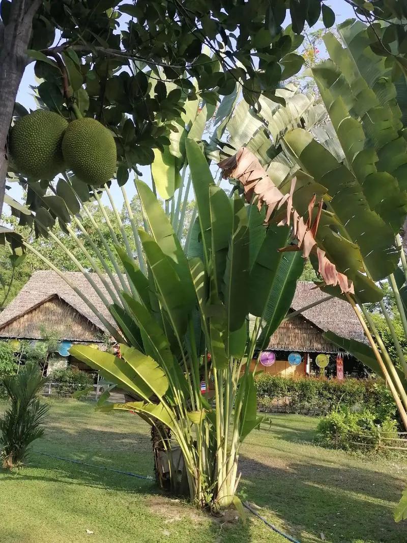 泰国芭提雅东芭乐园_芭提雅_芭提雅天气