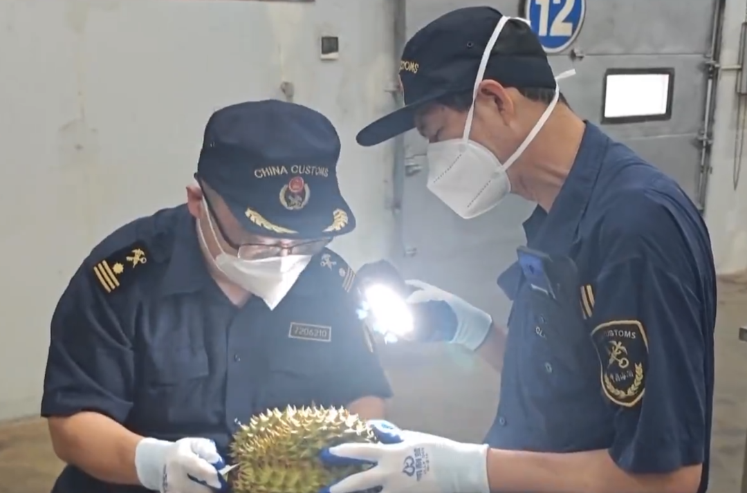 泰国榴莲进口中国市场_泰国中国超市_钦州港海关027水果快速通关政策