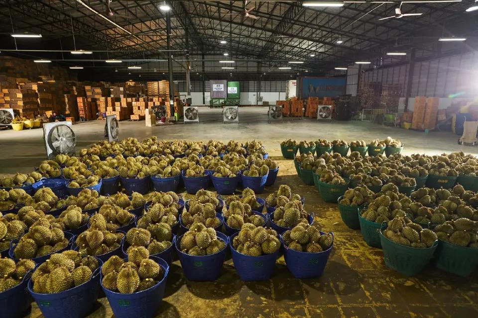 泰国榴莲出口问题分析_泰国榴莲出口量下降_泰国中国零食