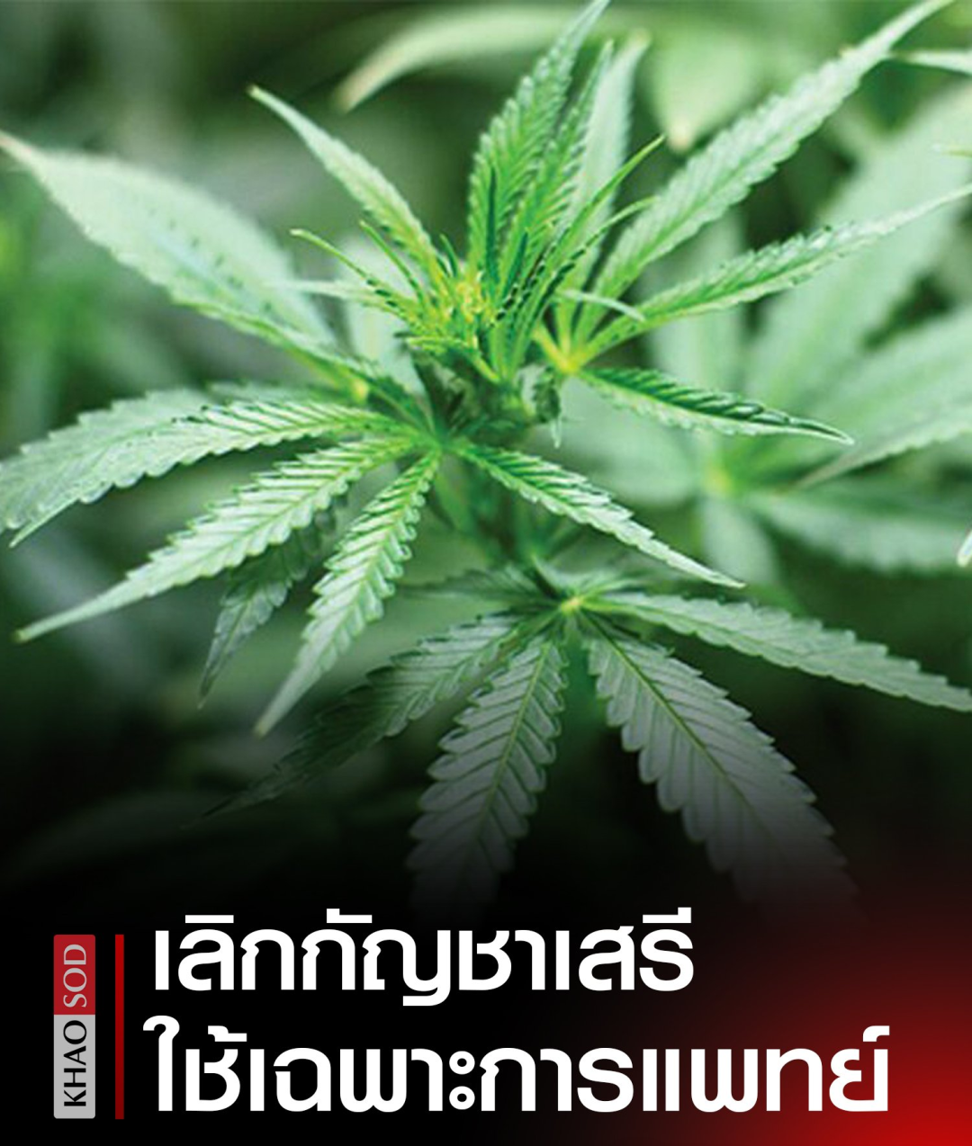 泰国草药管制措施_泰国新闻_泰国大麻管制公告