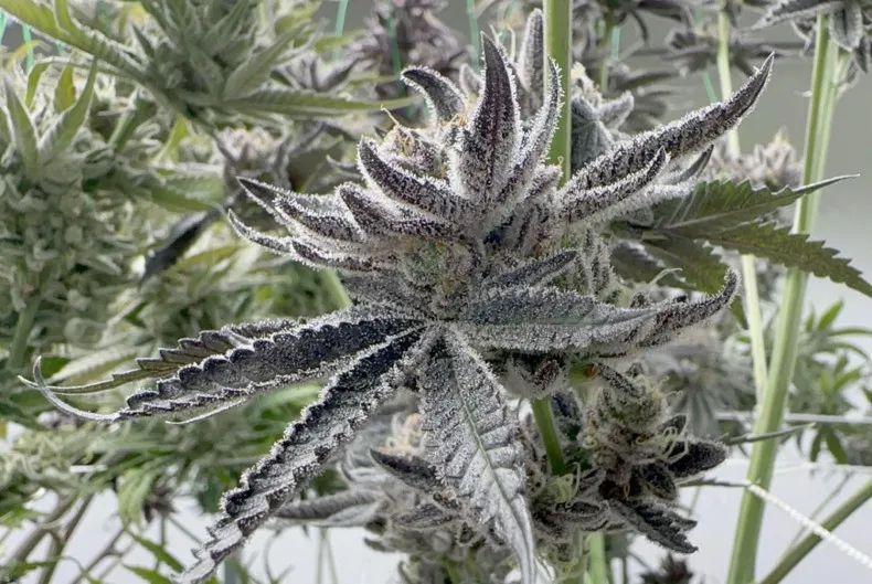 泰国大麻产业政策变化_泰国医用大麻认证升级_泰国新闻