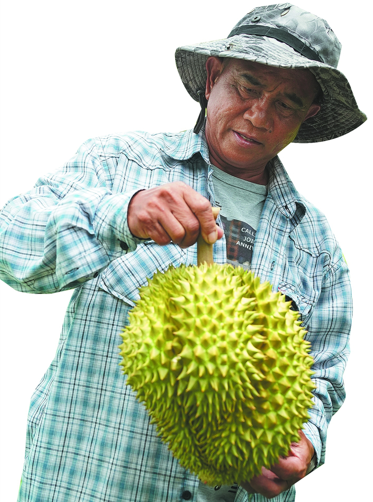 泰国中国零食_中泰榴莲贸易增长_榴莲数字化种植技术