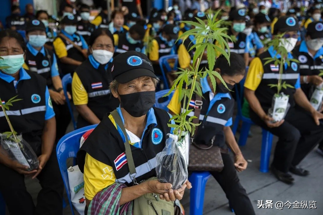 泰国大麻政策调整对旅游业的影响_普吉岛大麻合法化问题_普吉岛