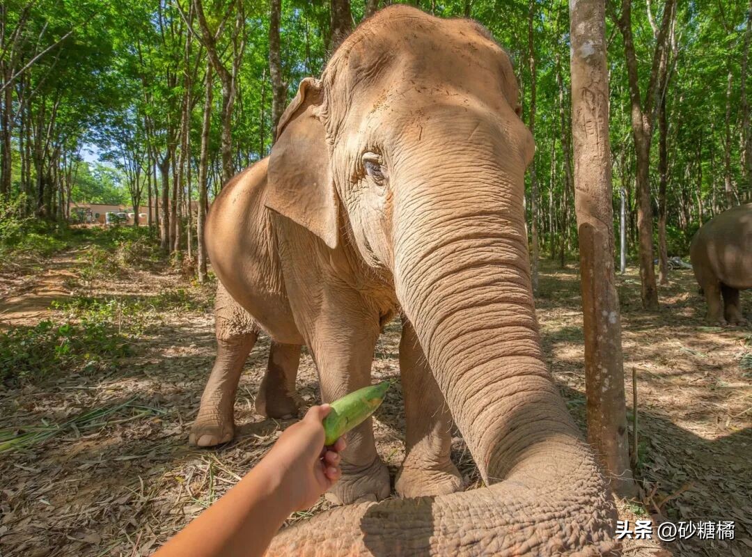 芭提雅_反内卷泰国线路_自在纯玩曼芭莎