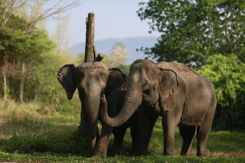 大象友好型旅游_泰国旅游_可持续旅游新趋势