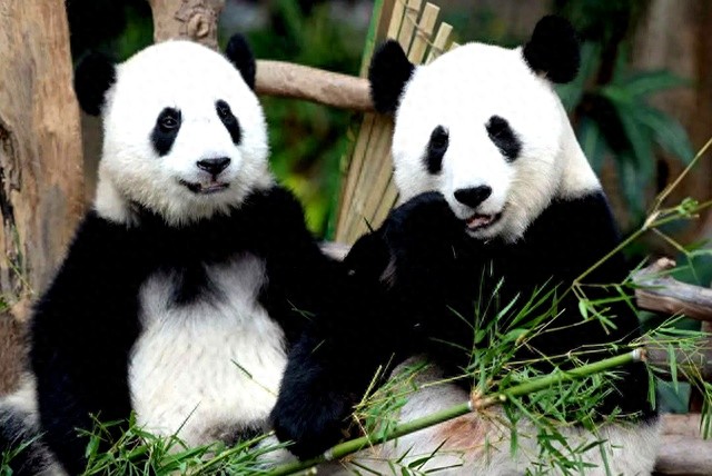 熊猫旅游经济_泰国熊猫超市_新熊猫吉隆坡