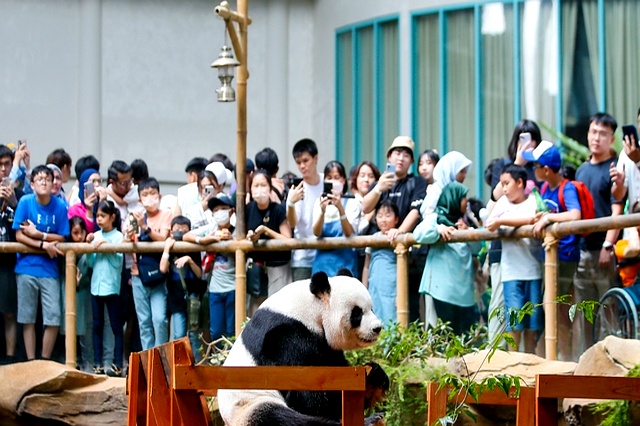 泰国熊猫超市_新熊猫吉隆坡_熊猫旅游经济