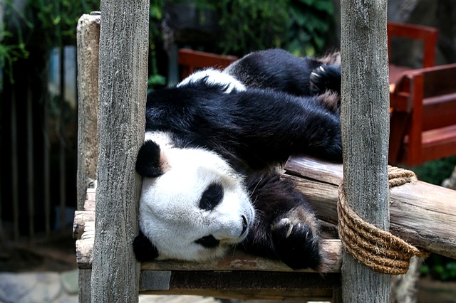 熊猫旅游经济_新熊猫吉隆坡_泰国熊猫超市