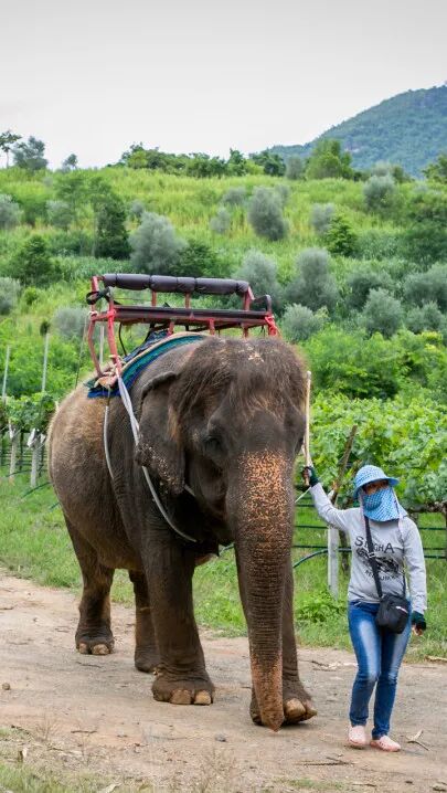 泰国寒冷季节旅游攻略_泰国冬季旅游最佳时间_泰国