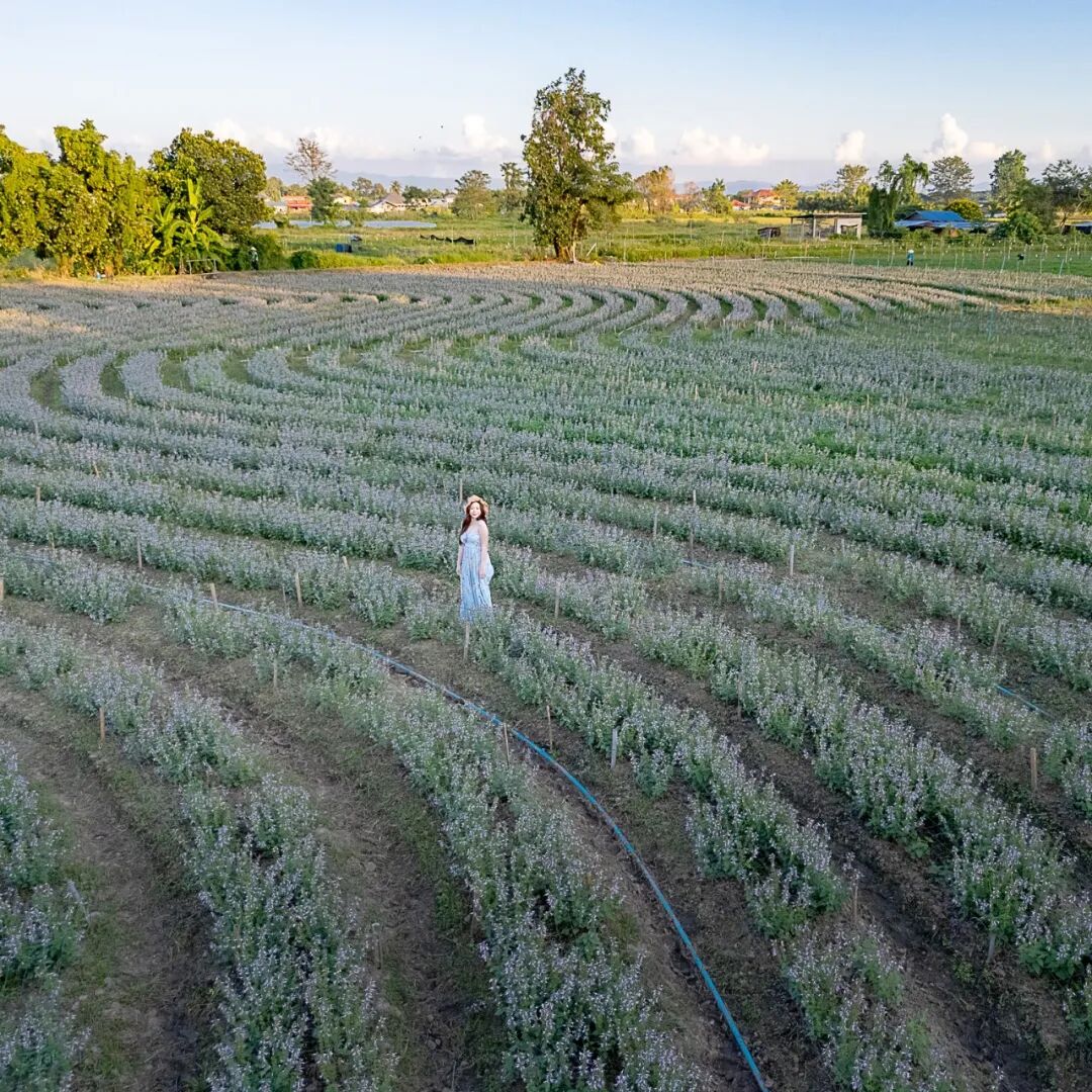 清迈花田拍照最佳地点_清迈_清迈I Love Flower Farm粉色花海