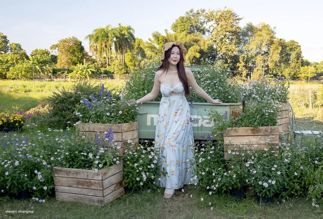 清迈_清迈I Love Flower Farm粉色花海_清迈花田拍照最佳地点