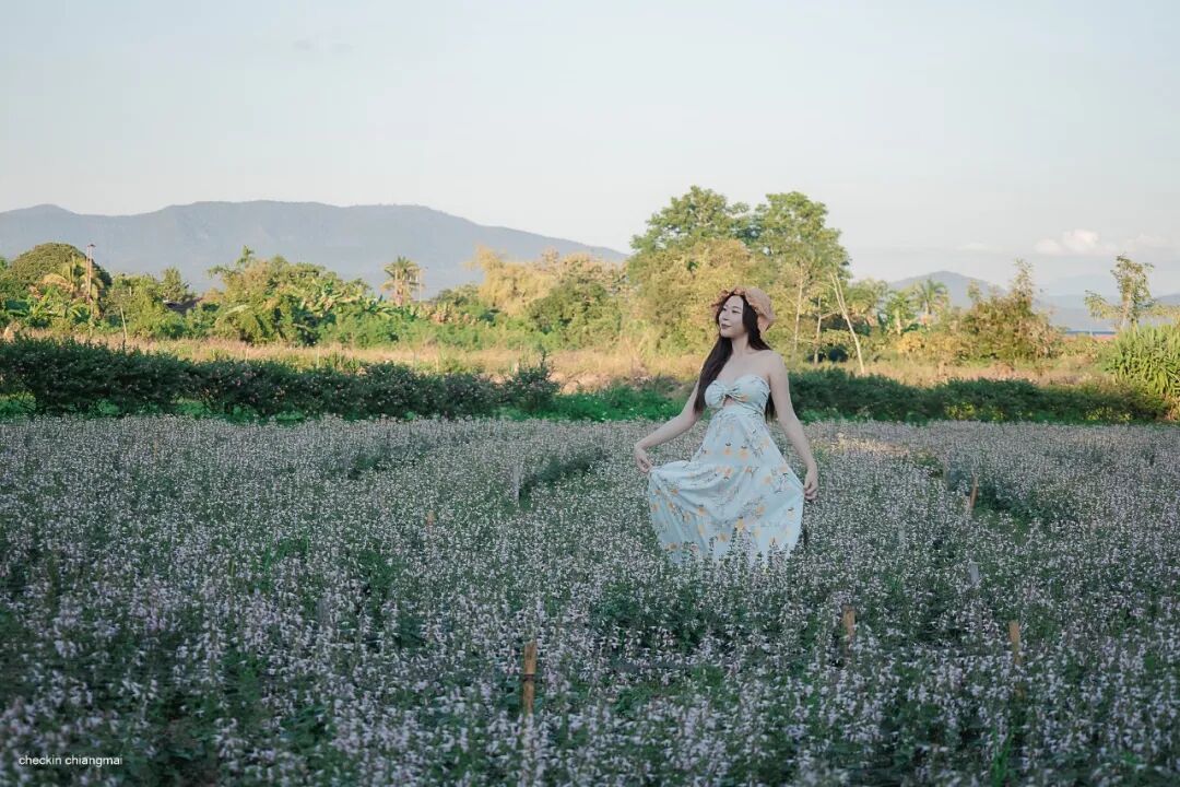 清迈I Love Flower Farm粉色花海_清迈花田拍照最佳地点_清迈