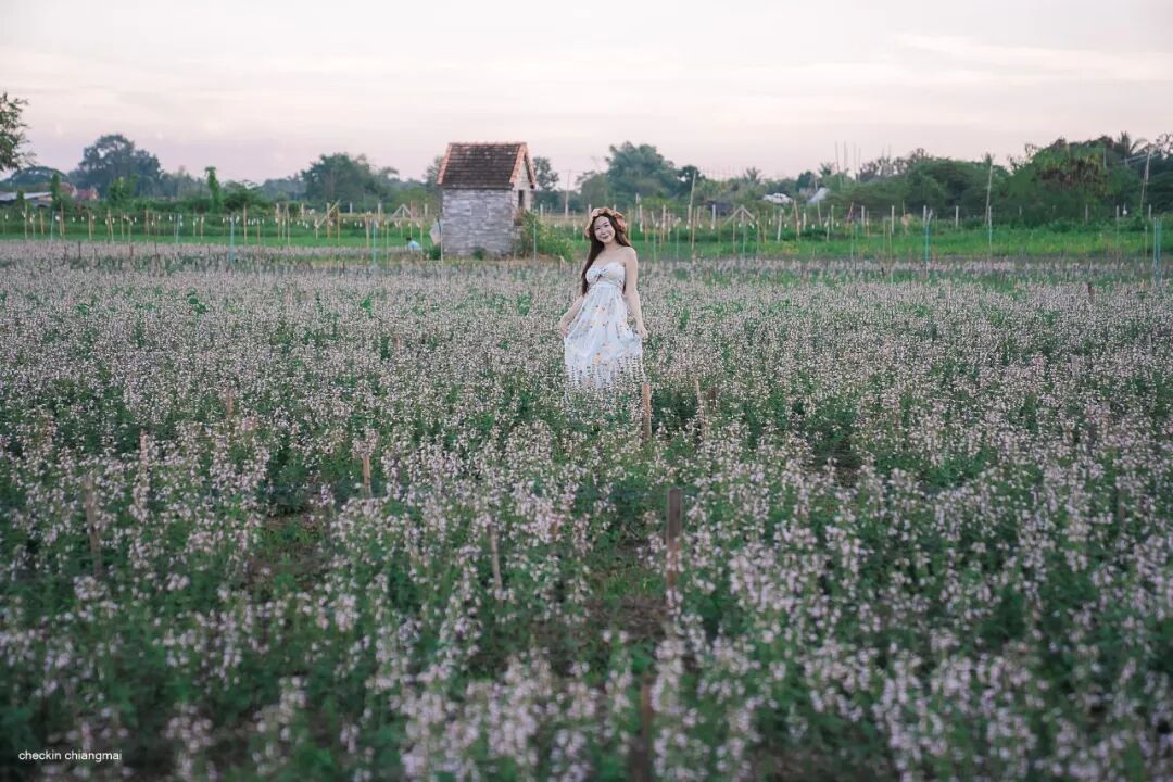 清迈_清迈I Love Flower Farm粉色花海_清迈花田拍照最佳地点