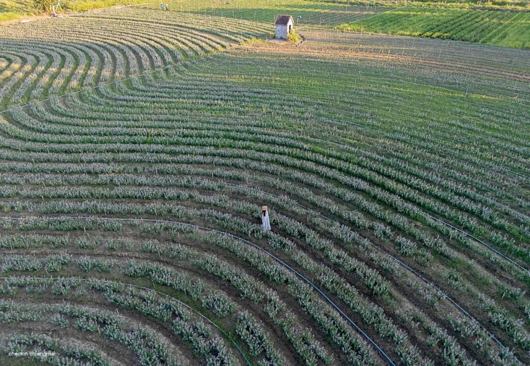 清迈花田拍照最佳地点_清迈_清迈I Love Flower Farm粉色花海