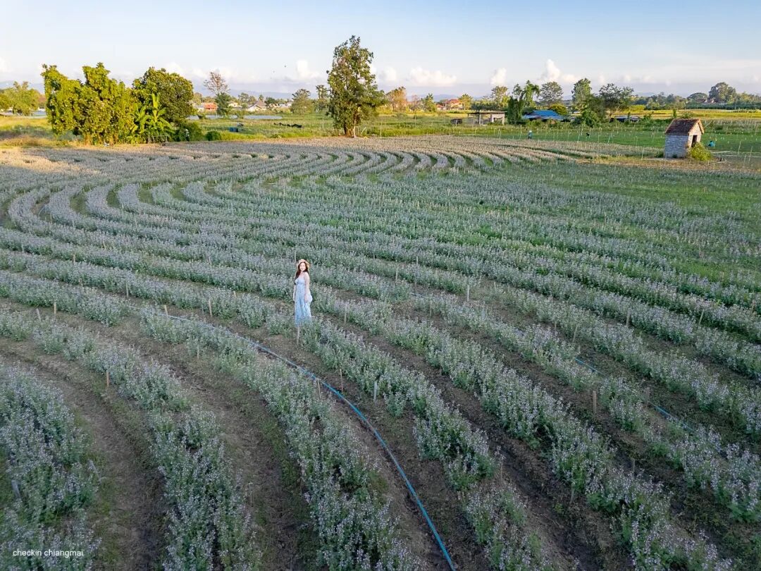 清迈I Love Flower Farm粉色花海_清迈花田拍照最佳地点_清迈