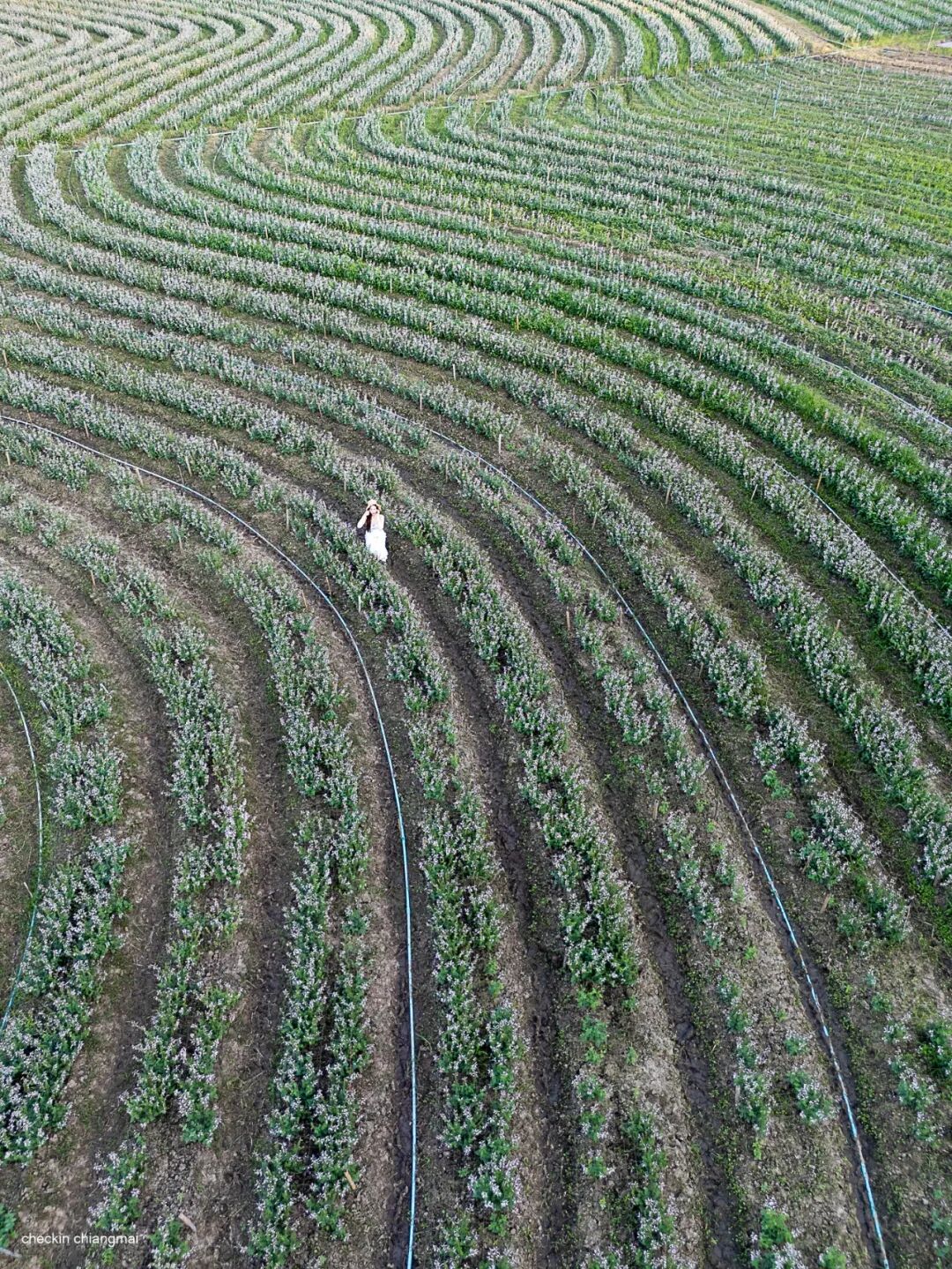 清迈I Love Flower Farm粉色花海_清迈花田拍照最佳地点_清迈