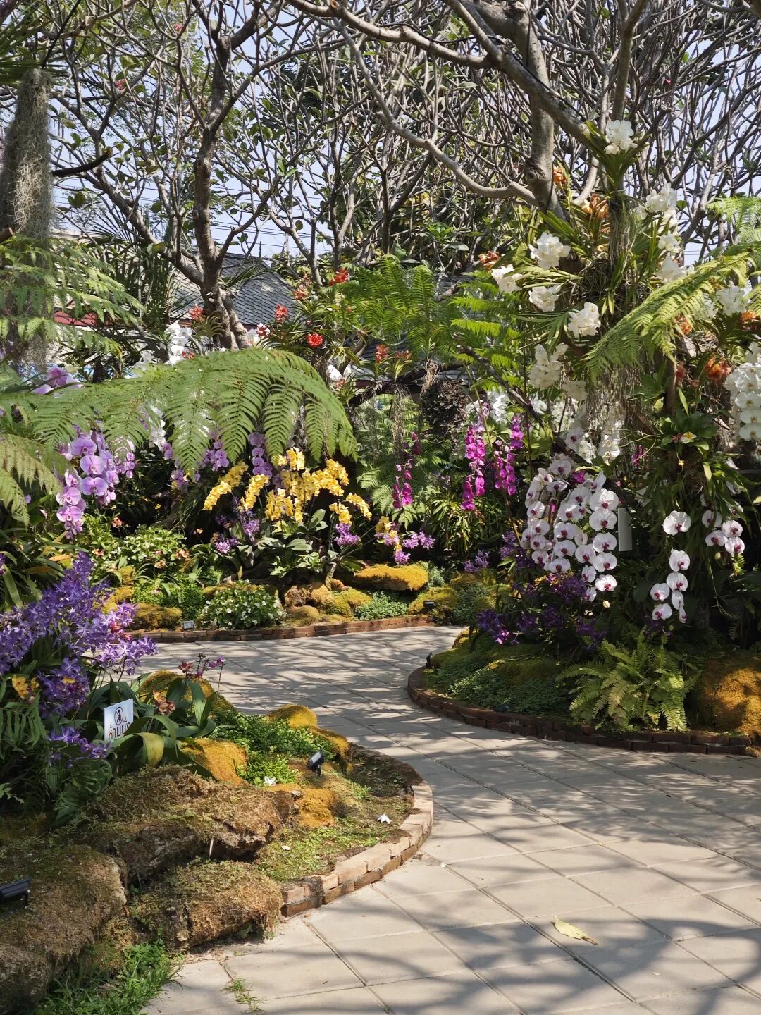 清迈_清迈Like home民宿_清迈阿索村素食社区