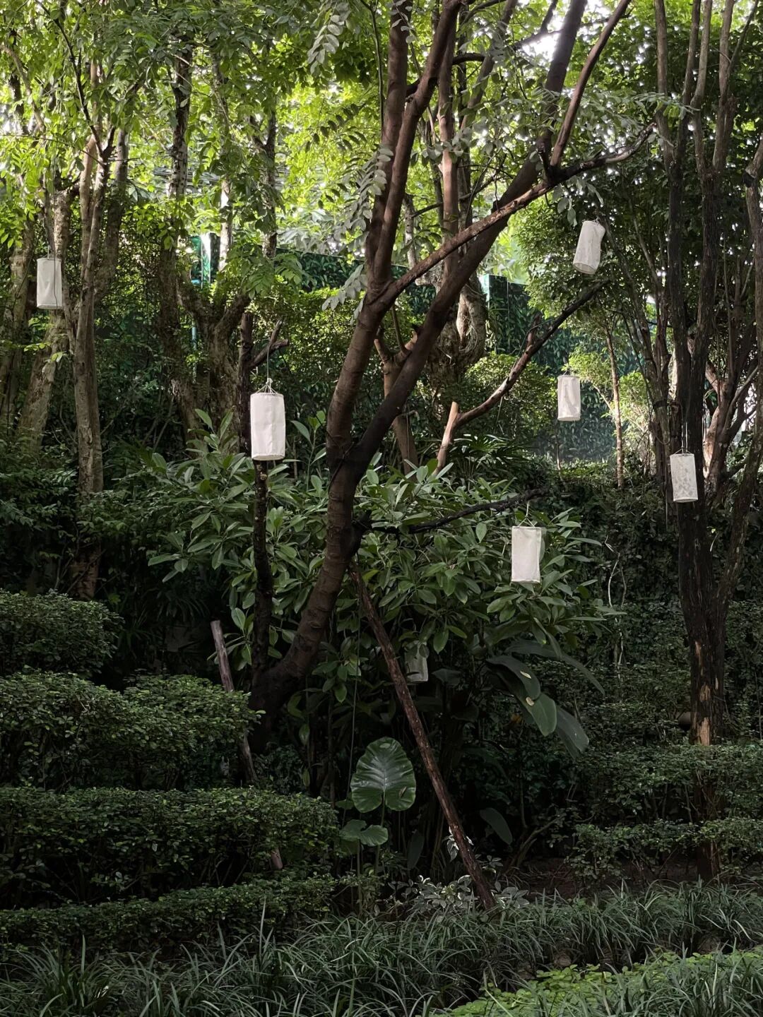 清迈_一期一会夏天_清迈旅行体验