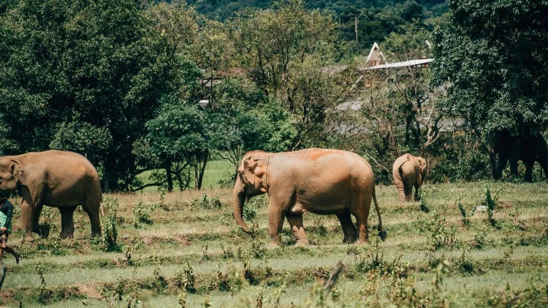 清迈_一期一会夏天_清迈旅行体验