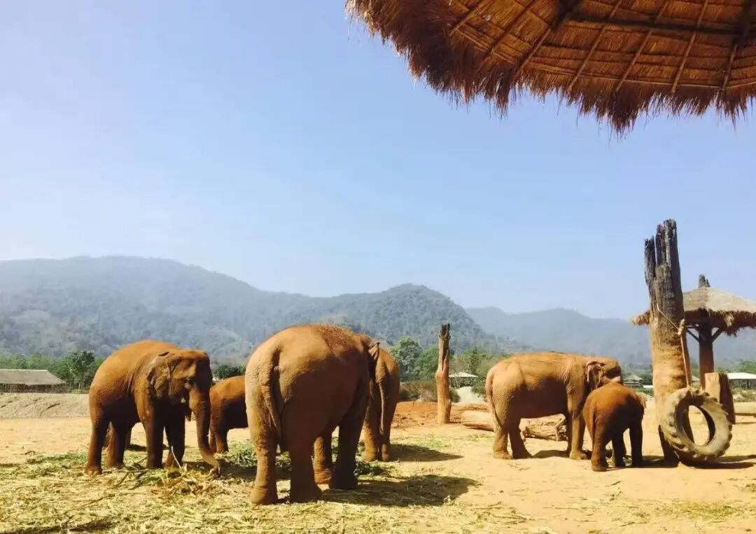 清迈旅居生活_清迈_清迈国际学校性价比