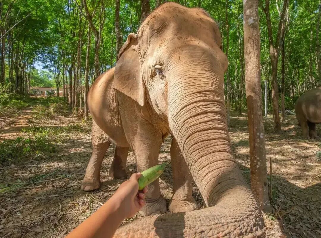 曼谷_通过贬低他人抬高自己_曼谷旅游选择