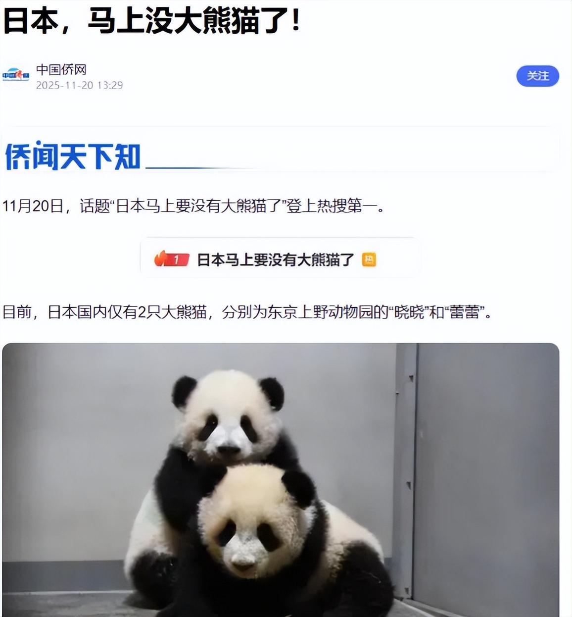 日本熊猫经济即将归零！300亿日元产业链为何一夜崩塌？