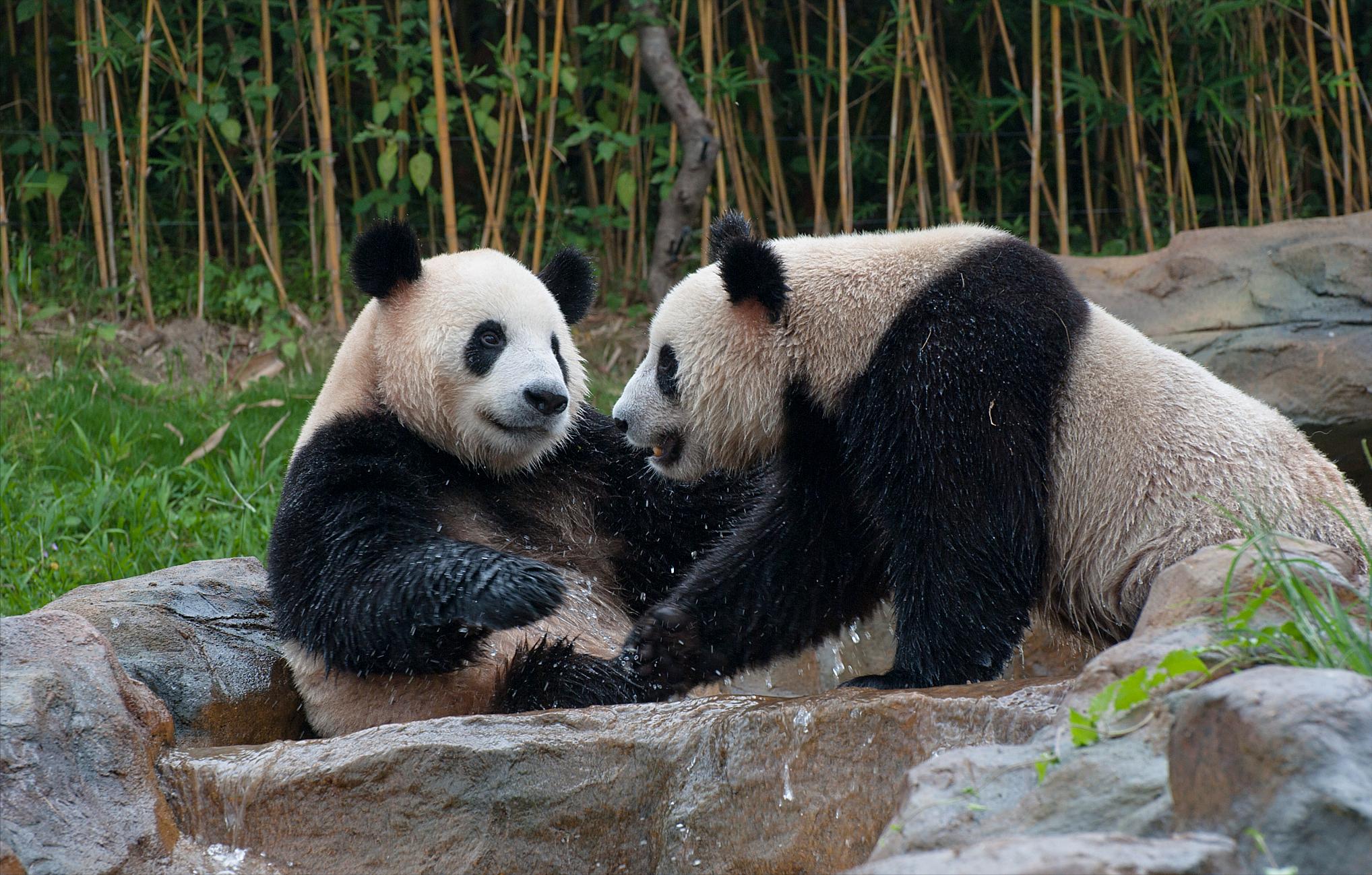 泰国熊猫超市_大熊猫国宝经济产业链_日本最后两只熊猫回国