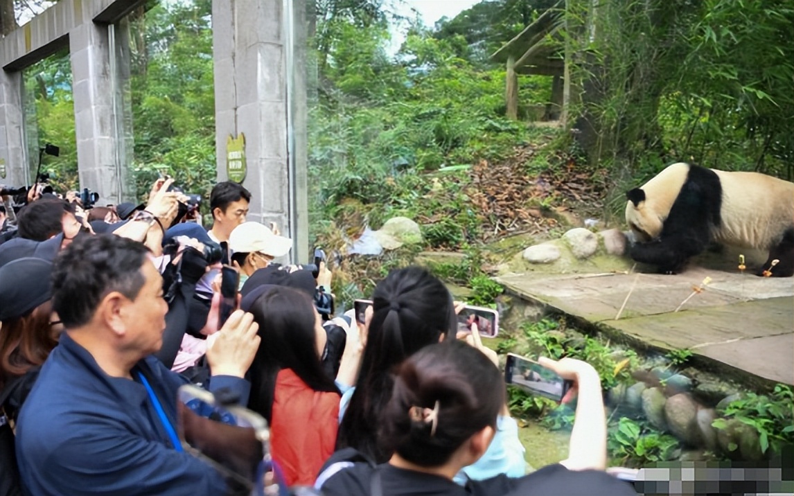 大熊猫国宝经济产业链_泰国熊猫超市_日本最后两只熊猫回国