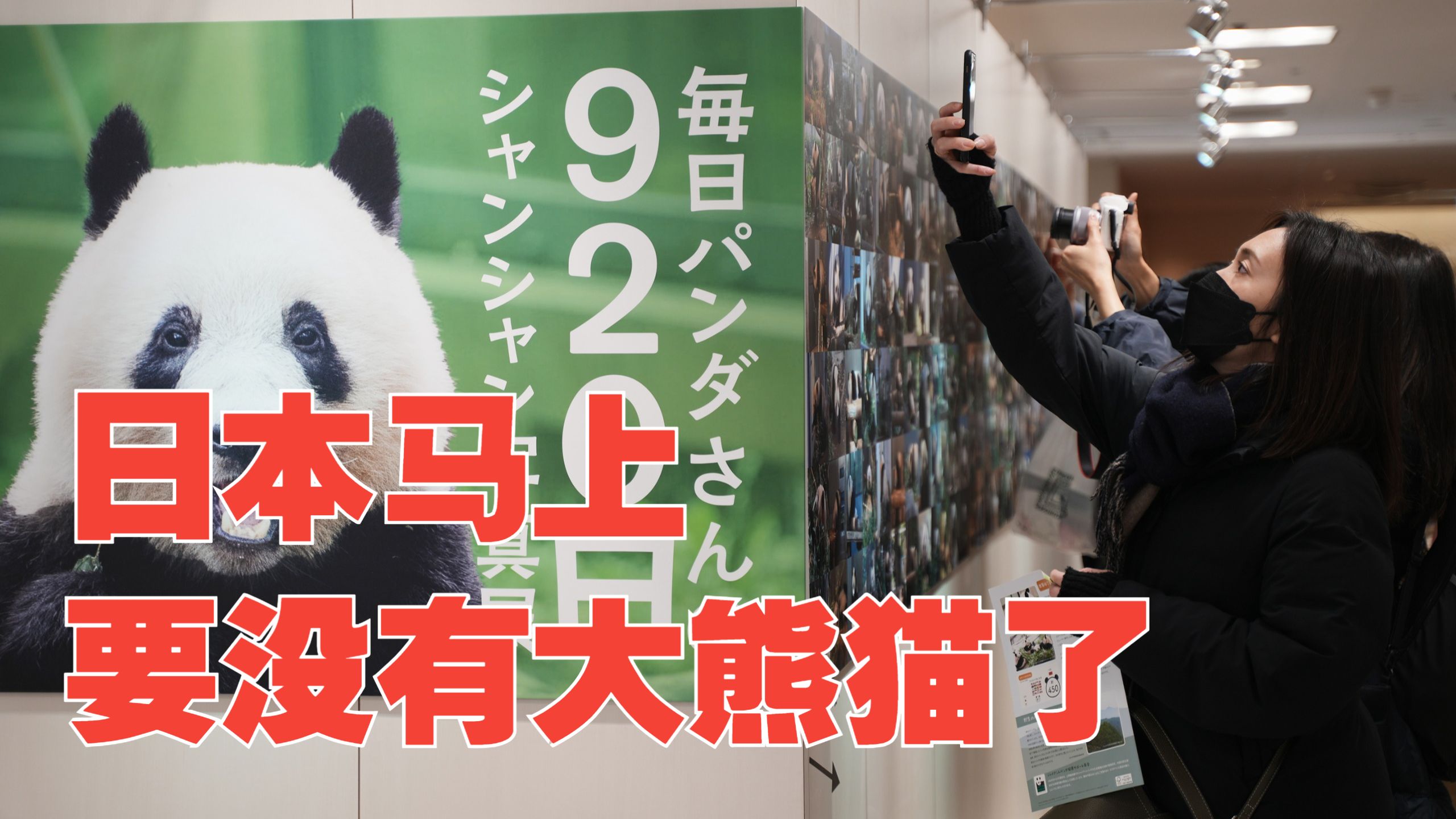 泰国熊猫超市_大熊猫国宝经济产业链_日本最后两只熊猫回国