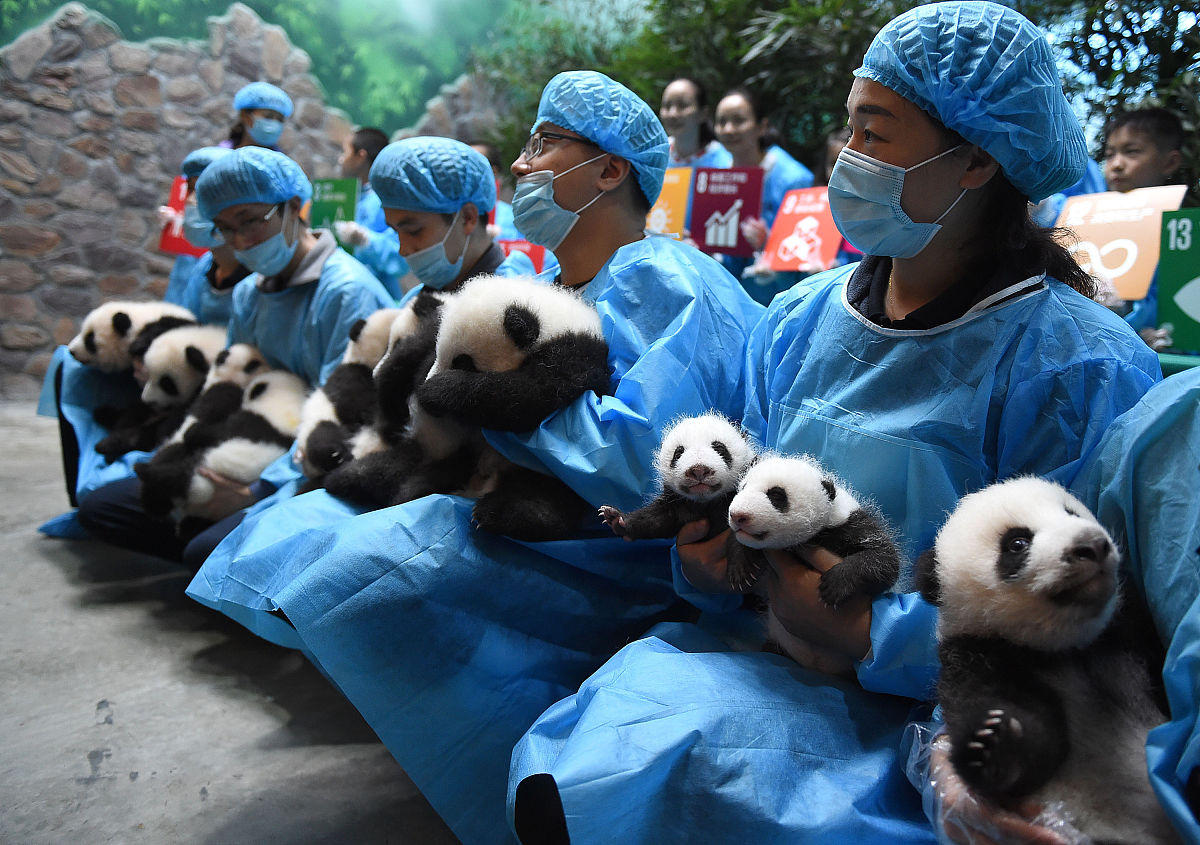 泰国熊猫超市_日本最后两只熊猫回国_大熊猫国宝经济产业链